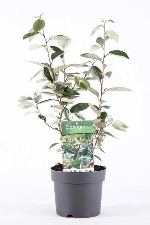 Elaeagnus x ebbingei