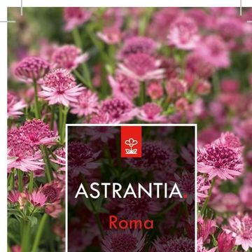 Astrantia major 'Roma'