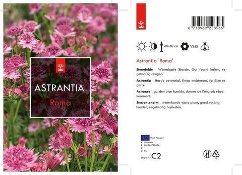 Astrantia major 'Roma'