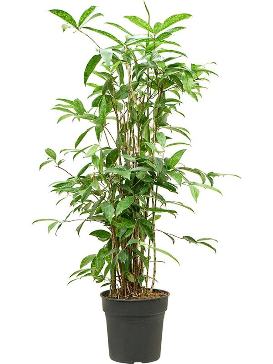plant food for indoor plants Slow Release Indoor Plant Food – The Grow Co