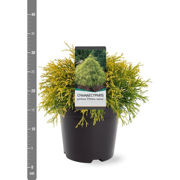 Chamaecyparis pisifera 'Filifera Aurea'