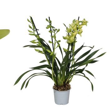 Cymbidium GREEN ARROW