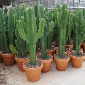 Euphorbia ingens (Ubink)
