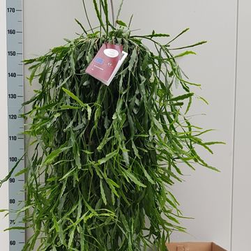 Rhipsalis crispata