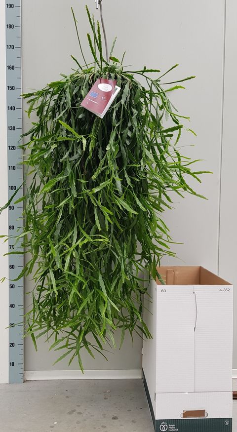 Rhipsalis crispata