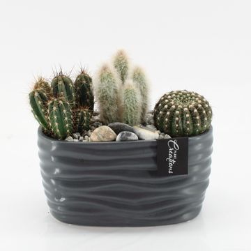 Arreglo  Cactus Essentials