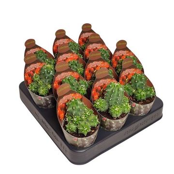 Echinocereus triglochidiatus mojavensis f. inermis