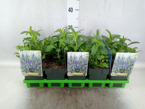 Veronica spicata ANNIVERSARY BLUE