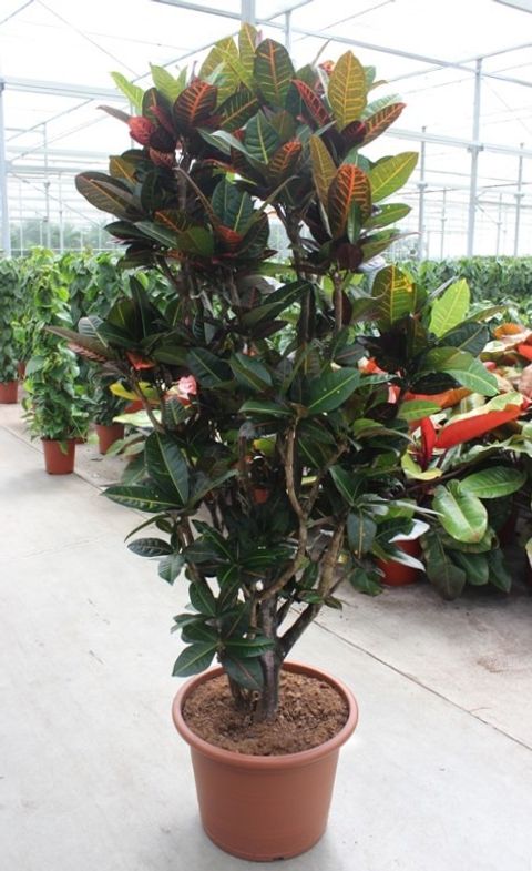 Codiaeum variegatum 'Petra'