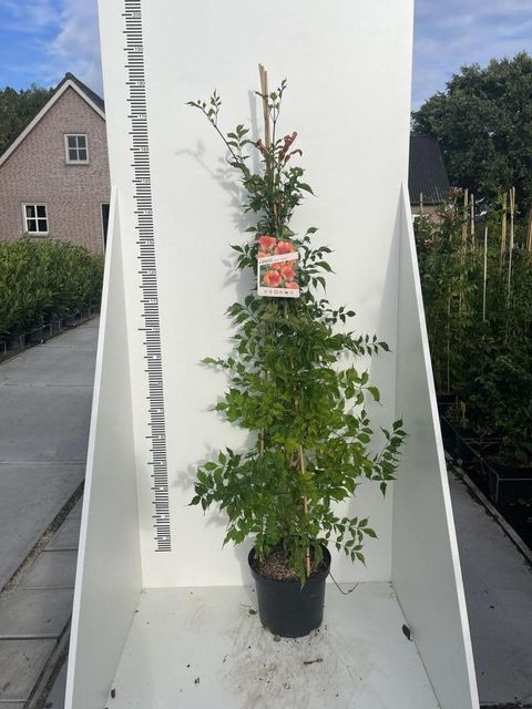 Campsis radicans 'Flamenco'