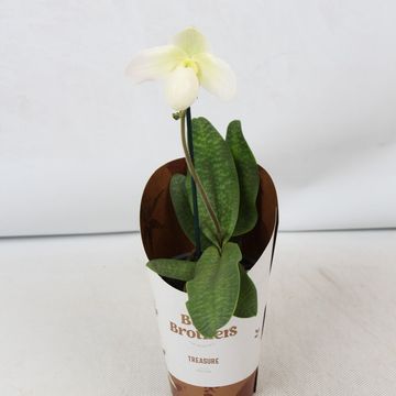 Paphiopedilum Deperle