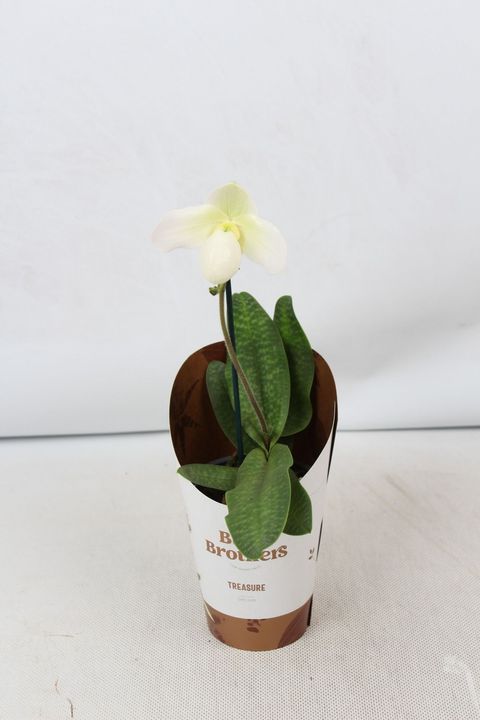 Paphiopedilum Deperle
