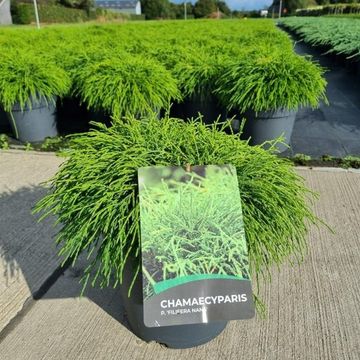 Chamaecyparis pisifera 'Sungold'