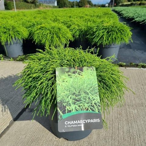 Chamaecyparis pisifera 'Sungold'