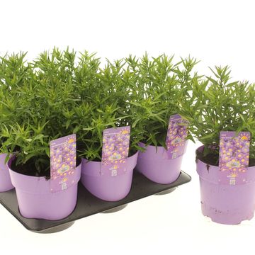 Aster ALPHA DARK PURPLE LAUNCH