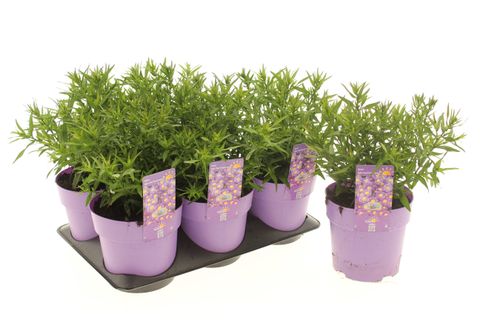 Aster ALPHA DARK PURPLE LAUNCH