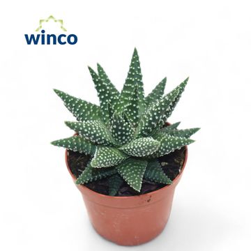 Haworthia margaritifera