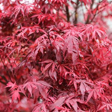 Acer palmatum 'Shaina'