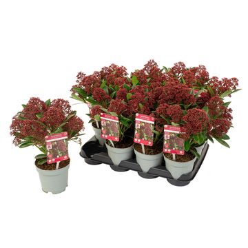 Skimmia japonica RUBESTA