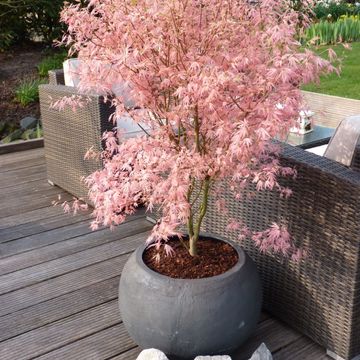 Acer palmatum 'Taylor'