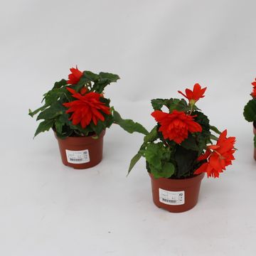 Begonia TENELLA F1 SALMON ORANGE