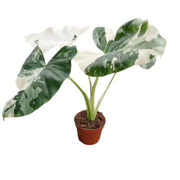 Alocasia macrorrhizos 'Variegata'