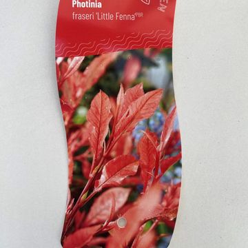 Фотиния x fraseri 'Little Fenna'