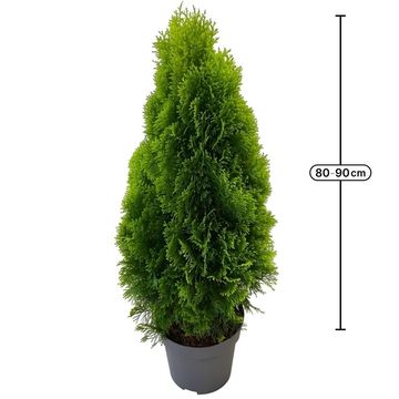 Thuja occidentalis GOLDEN SMARAGD