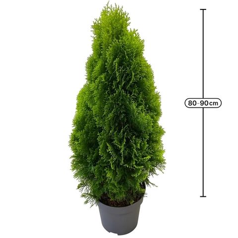 Thuja occidentalis GOLDEN SMARAGD