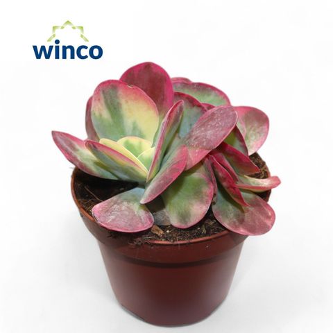 Kalanchoe thyrsiflora 'Variegata'