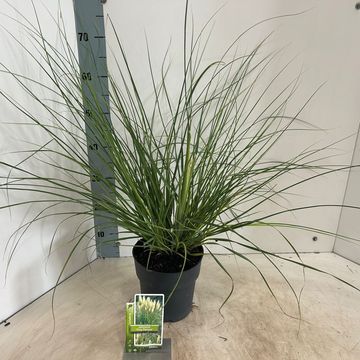 Cortaderia selloana TINY PAMPA