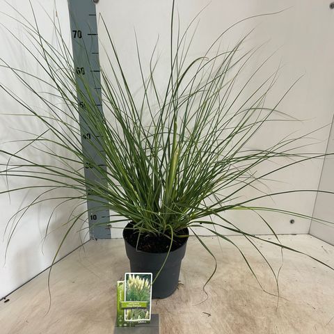 Cortaderia selloana TINY PAMPA