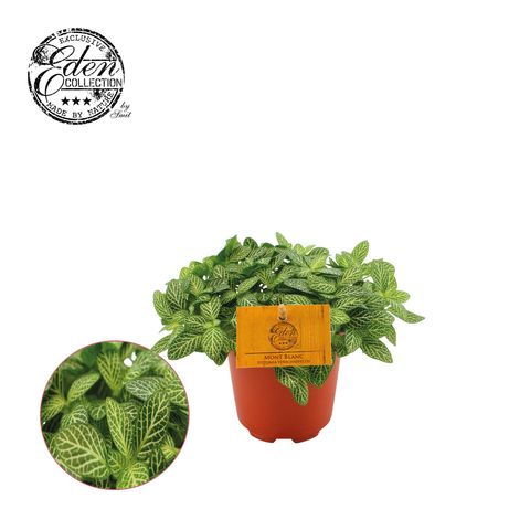 Fittonia verschaffeltii 'Mont Blanc'