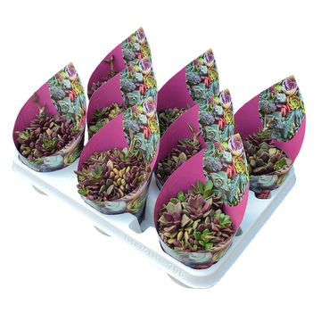 Anacampseros rufescens