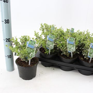 Euonymus fortunei 'Emerald Gaiety'