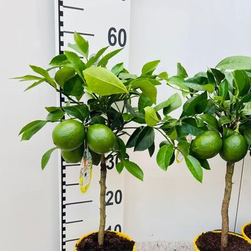 Citrus x meyeri 'Meyer'