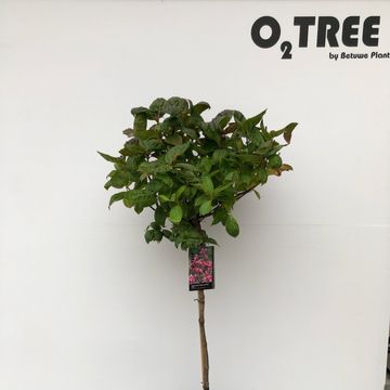 Weigela florida 'Wings of Fire'