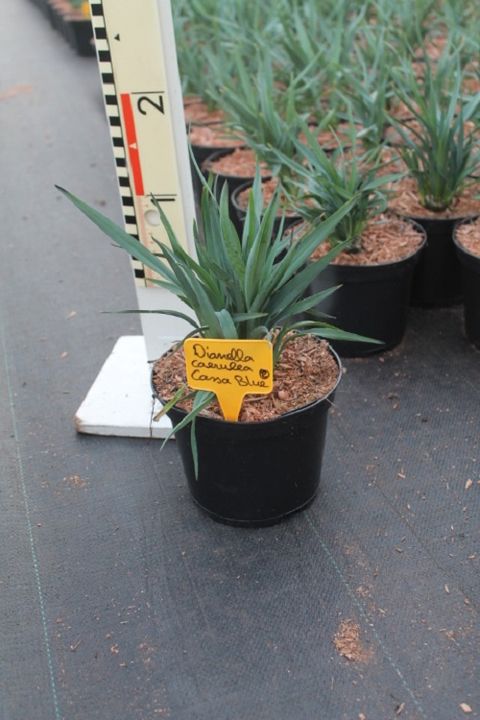 Dianella caerulea CASA BLUE