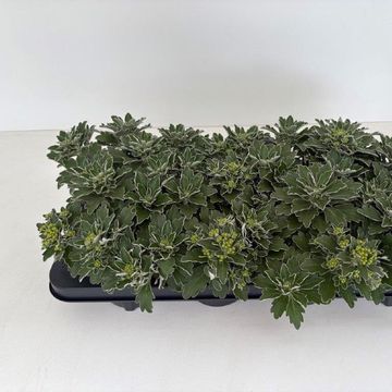 Ajania pacifica MIX