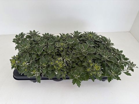 Ajania pacifica MIX