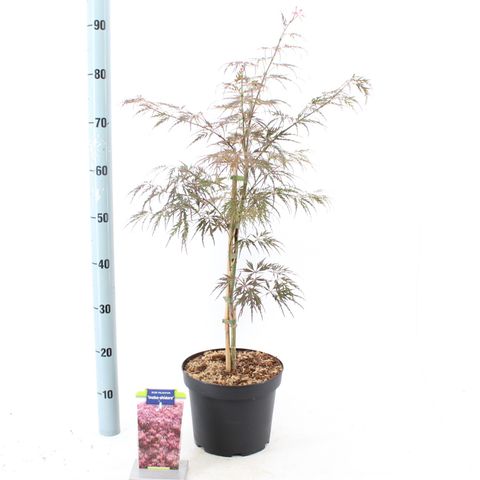 Acer palmatum 'Инаба-шидаре'