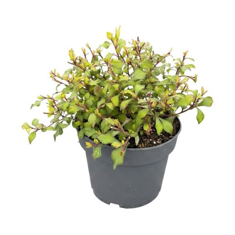 Ceratostigma willmottianum