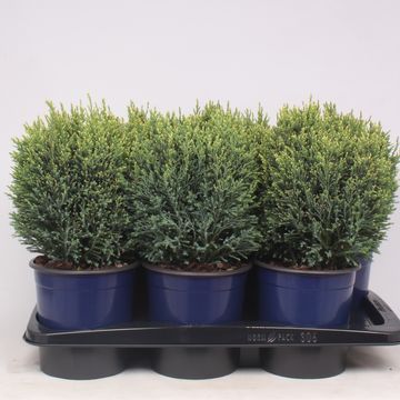 Chamaecyparis lawsoniana 'Snow White'