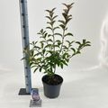 Viburnum farreri