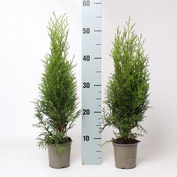 Thuja occidentalis 'Smaragd'