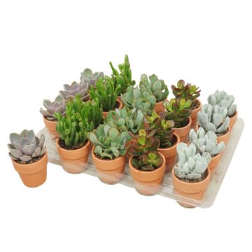 Succulents MIX