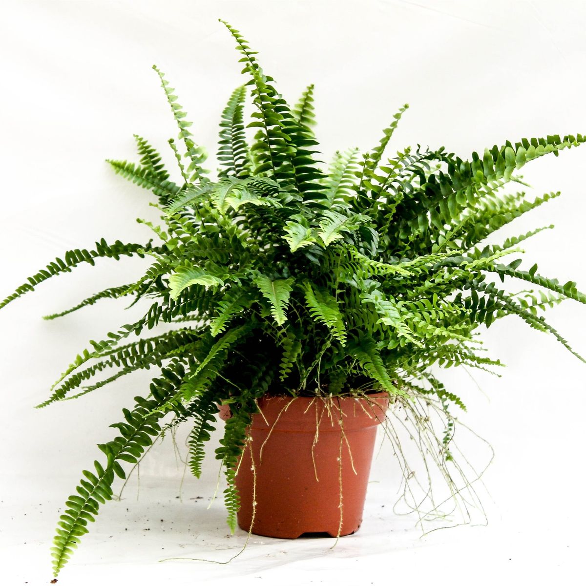 Nephrolepis exaltata 'Green Lady' — Plant Wholesale FlorAccess