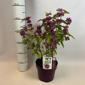 Callicarpa bodinieri 'Profusion'