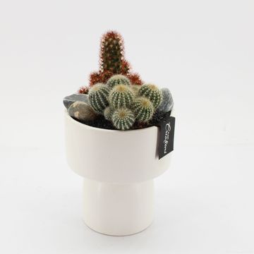 Arreglo  Cactus Essentials