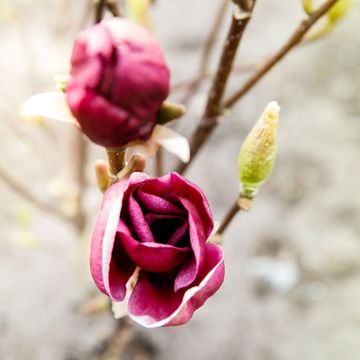 Magnolia 'Genie'